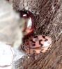 Oenopia doublieri